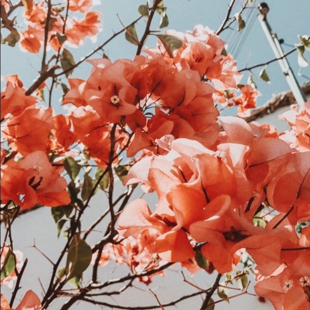 Meet your Posher, Riley